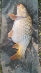 Common Carp