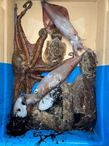 European Squid