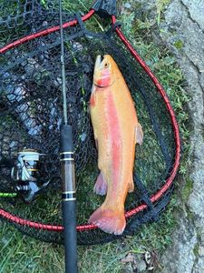 Golden Trout