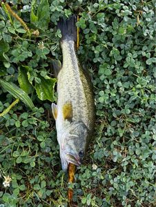 Largemouth Bass