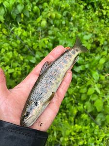 Brown Trout