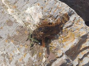 Brown Scorpionfish