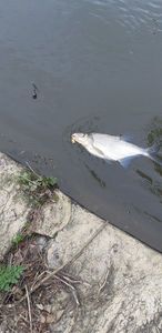 White bream