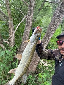 Northern Pike