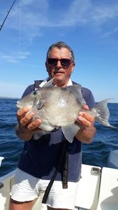 Triggerfish