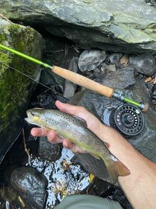 Brown Trout