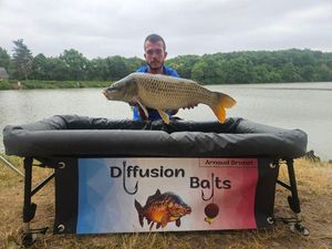 Common Carp