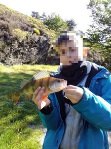 European Perch