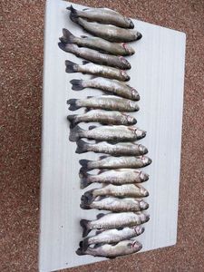 Rainbow Trout
