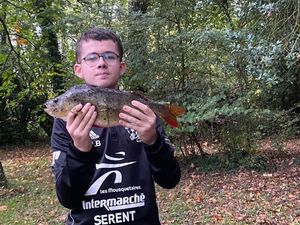 European Perch