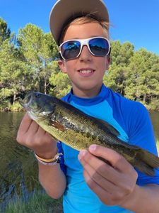 Largemouth Bass