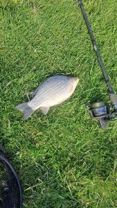 Crucian Carp