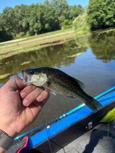Largemouth Bass