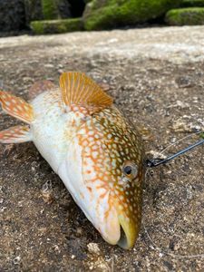 Ballan Wrasse