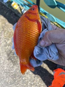 Crucian Carp
