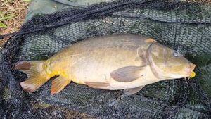 Mirror Carp