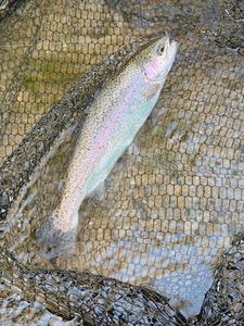 Rainbow Trout