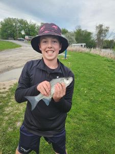 White Bass