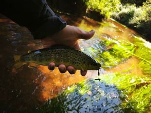 Brown Trout