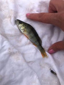 European Perch