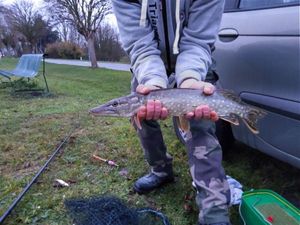 Northern Pike
