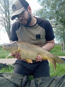 Common Carp