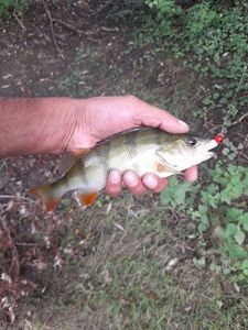 European Perch