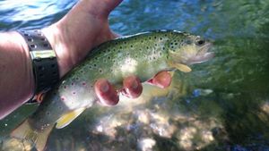 Brown Trout