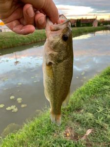 Largemouth Bass