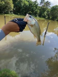 Largemouth Bass