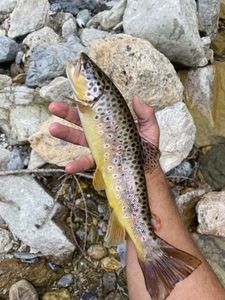 Brown Trout