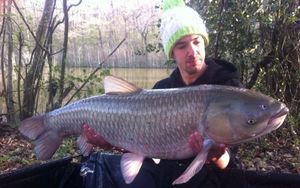 Grass Carp