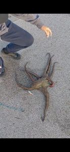 Common Octopus