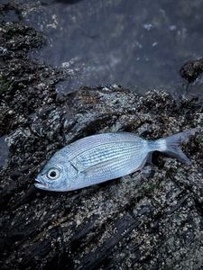 Saddled Seabream