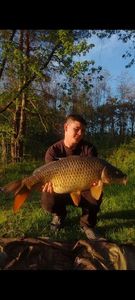 Common Carp