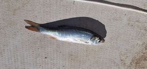 Roach