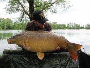 Mirror Carp