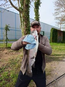 Rainbow Trout