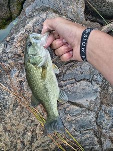 Largemouth Bass
