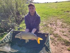 Common Carp