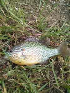 Green Sunfish