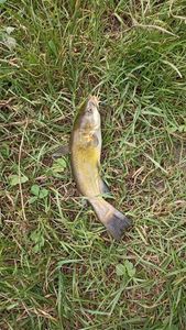 Black Bullhead