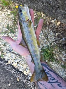 Brown Trout