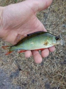 European Perch