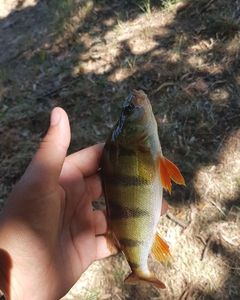 European Perch