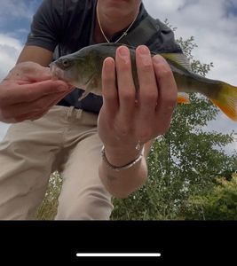 European Perch