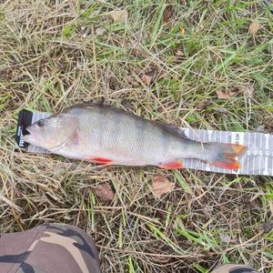 European Perch