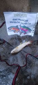 Brown Trout