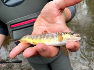 Brown Trout