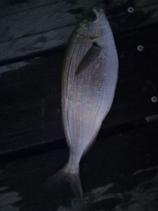 Salema